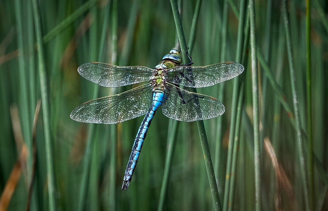 Kaiserlibelle (Blaue Kaiserlibelle) (Anax imperator), Anderton Nature Park, Cheshire, England, Vereinigtes Königreich, Europa