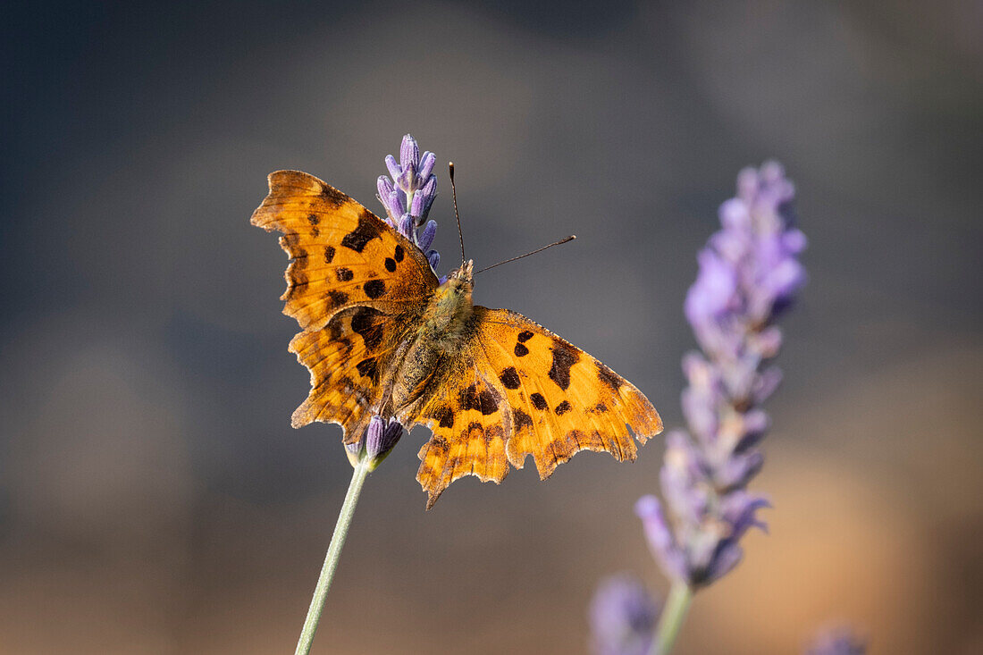 Comma-Schmetterling (Polygonia c-album) auf Lavendel (Lavandula), Cheshire, England, Vereinigtes Königreich, Europa