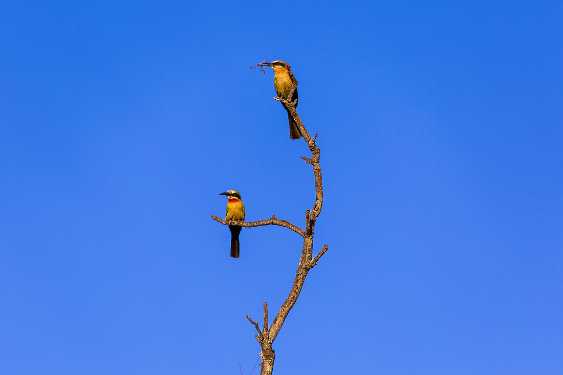 White Fronted Bee Eaters (Merops bullockoides) eat insects in a dead tree in the Welgevonden Game Reserve, South Africa, Africa