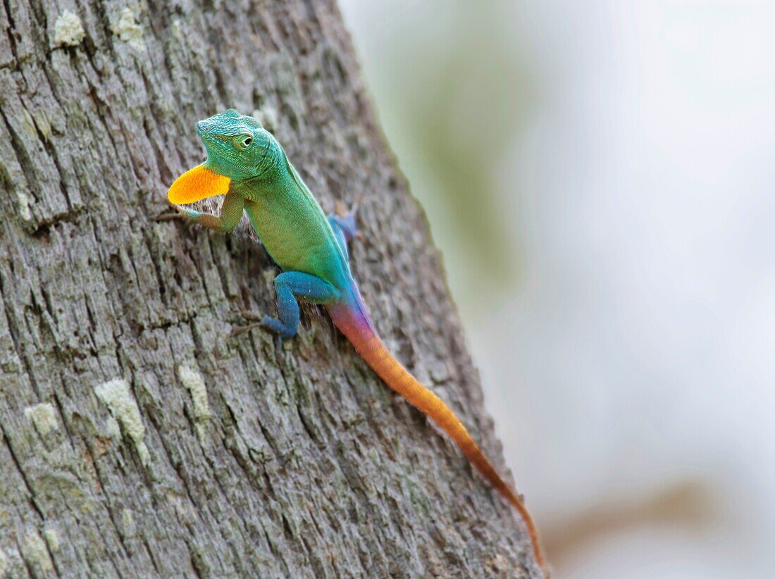 Männliche Jamaikanische Anolis-Eidechse (Anolis Grahami) mit verlängerter Wamme, 1905 auf den Bermudas eingeführt, um Fruchtfliegen zu fressen, Bermuda, Atlantik, Mittelamerika