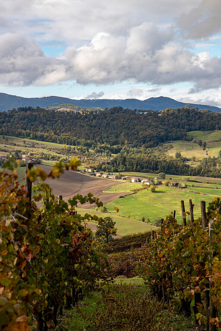 Hügel und Weinberge von Oltre Po Pavese im Herbst, Nördlicher Apennin, Pavia, Lombardei, Italien, Europa