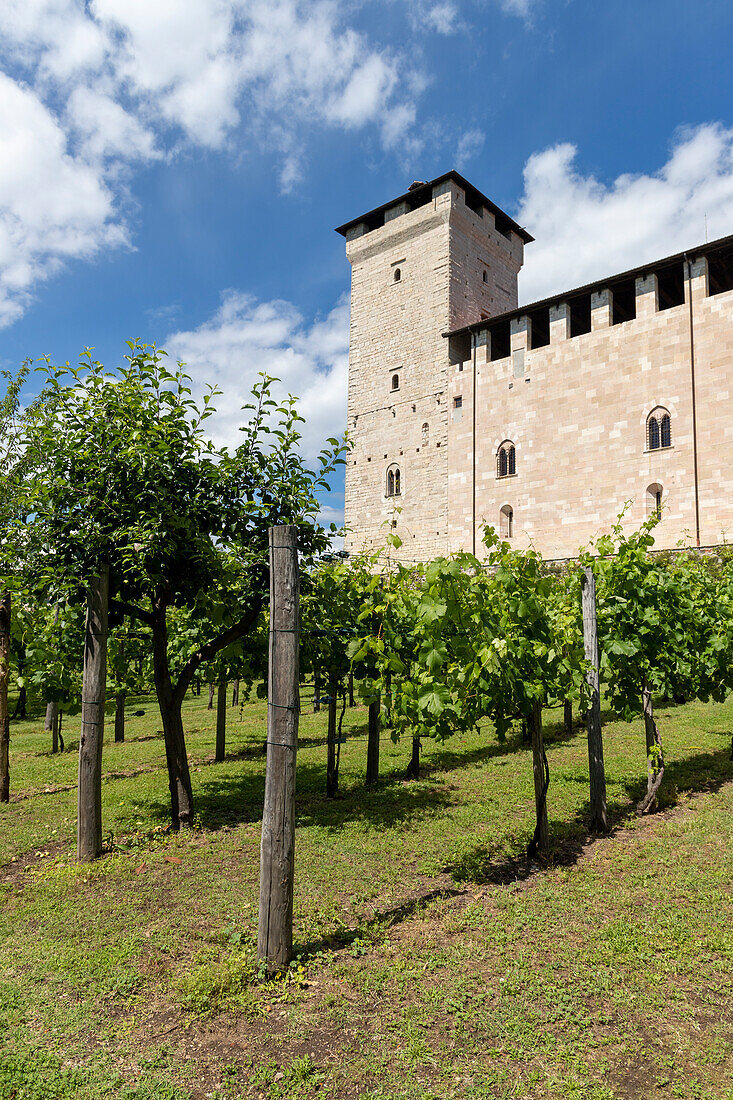 The Rocca vineyard, Rocca di Angera, Angera, Lake Maggiore, Varese province, Lombardy, Italian Lakes, Italy, Europe
