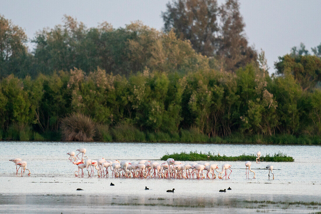 Große Flamingos (Phoenicopterus roseus), El Rocio, National- und Naturpark Donana, Andalusien, Spanien, Europa