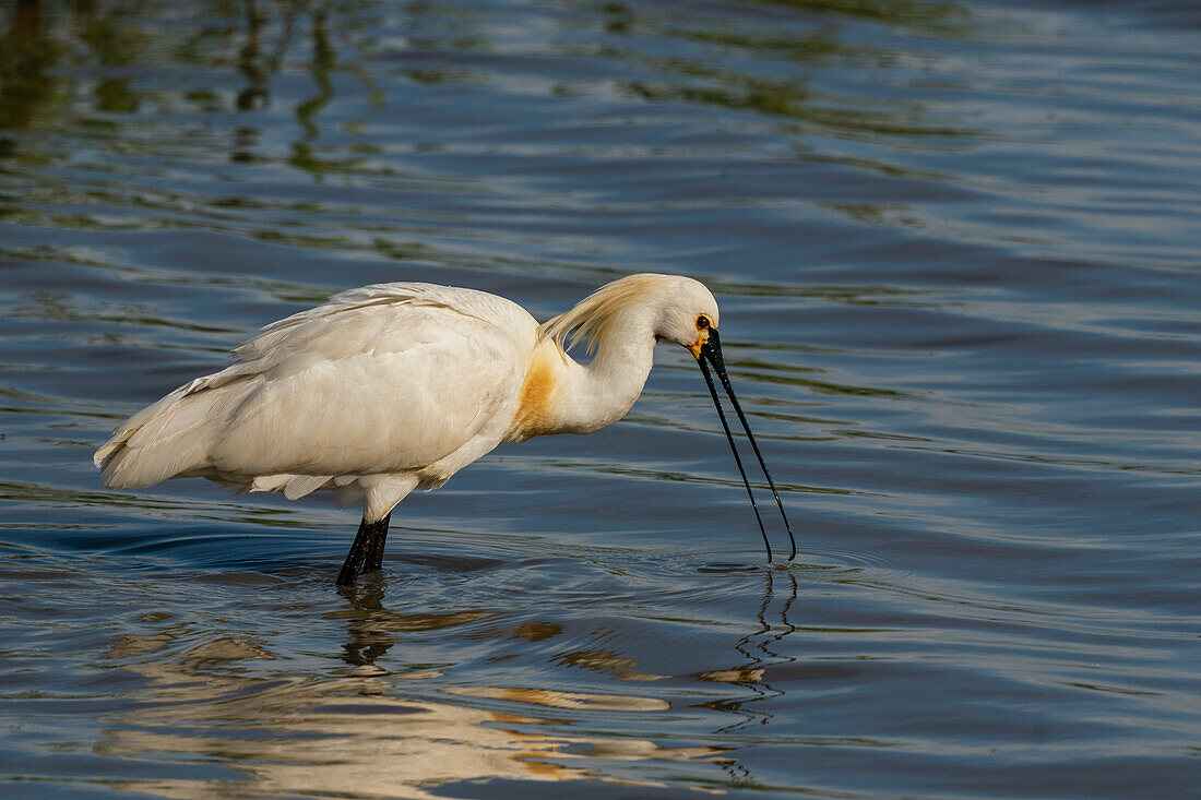 Löffler (Platalea leucorodia), National- und Naturpark Donana, Andalusien, Spanien, Europa