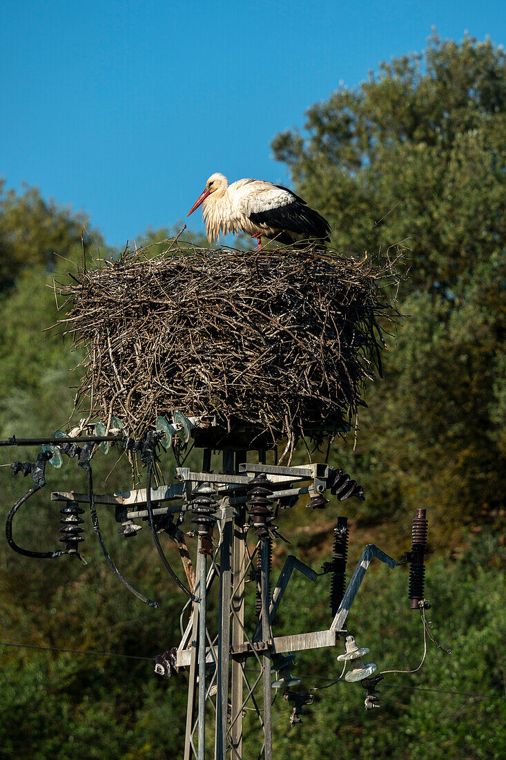 Weißstorch (Ciconia ciconia), National- und Naturpark Donana, Andalusien, Spanien, Europa