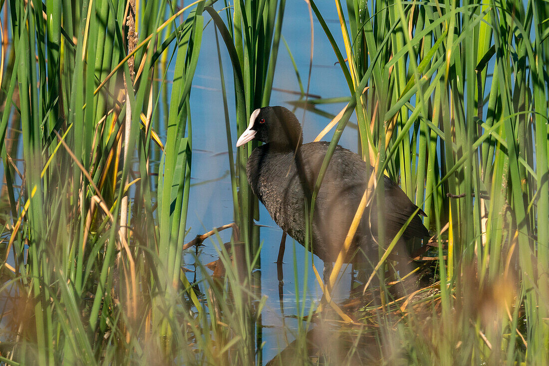 Blässhuhn (Fulica atra), National- und Naturpark Donana, Andalusien, Spanien, Europa