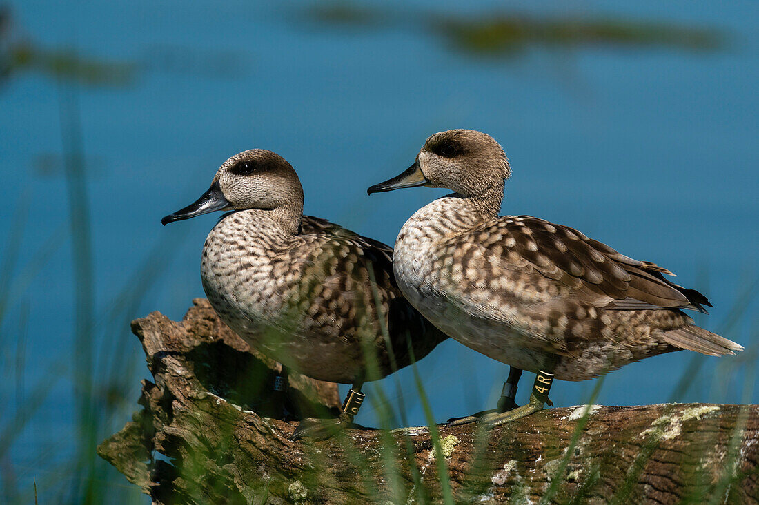 Marbled Teal (Marmaronetta angustirostris), Donana National and Natural Park, Andalusia, Spain, Europe