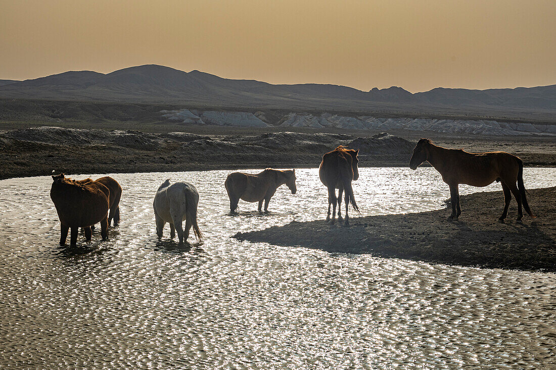 Wildpferde im Gegenlicht an einem kleinen Teich, Kyzylkup, Mangystau, Kasachstan, Zentralasien, Asien