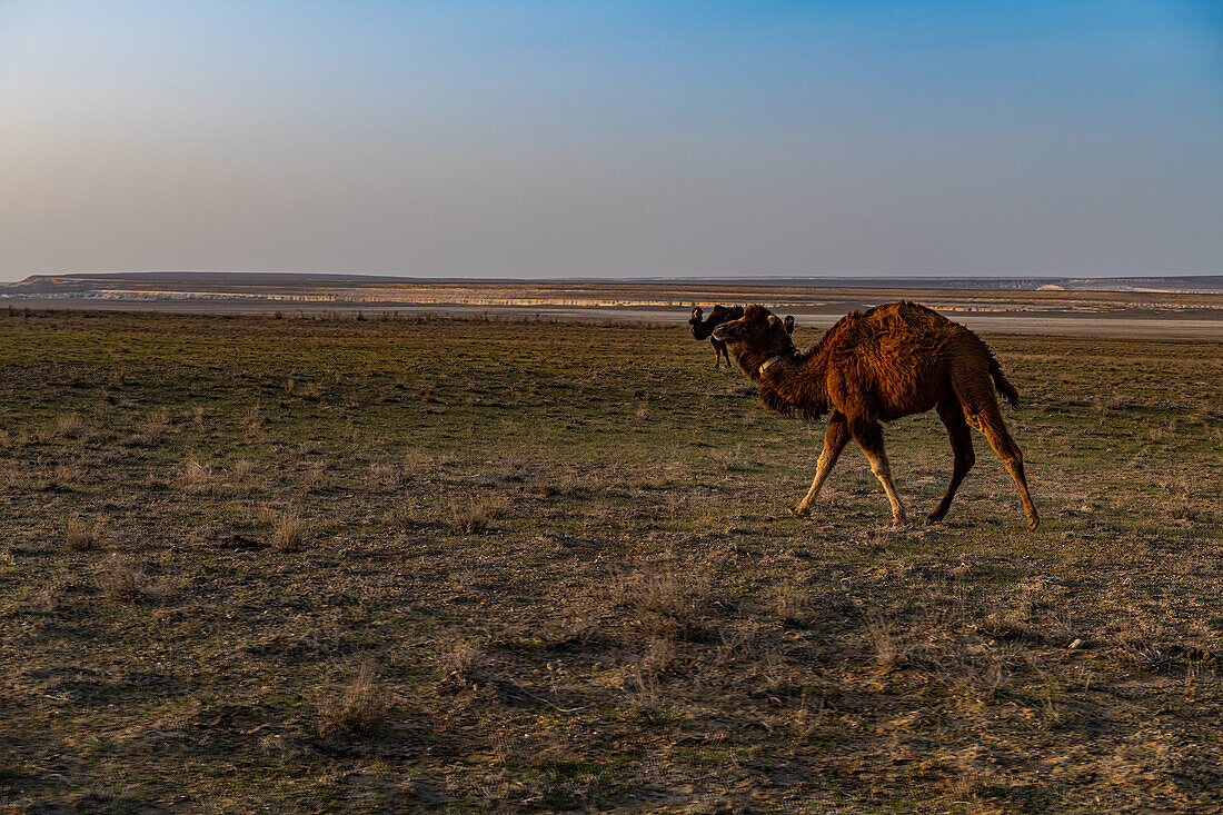 Zweihöckriges Kamel, Kyzylkup, Mangystau, Kasachstan, Zentralasien, Asien