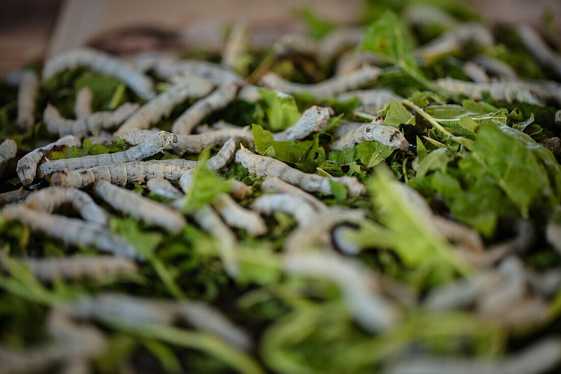 Seidenraupen fressen Maulbeerblätter im Santuario Del Gusano De Seda in San Pedro Cajonos, Mexiko, Nordamerika