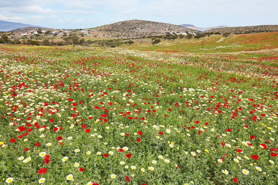 Wildflower season in spring, Schinoussa, Cyclades, Greek Islands, Greece, Europe
