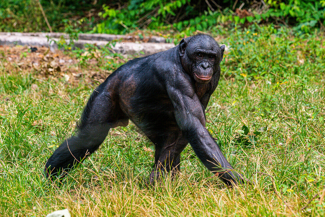 Bonobo (Pan paniscus), Lola ya Bonobo-Schutzgebiet, Kinshasa, Demokratische Republik Kongo, Afrika