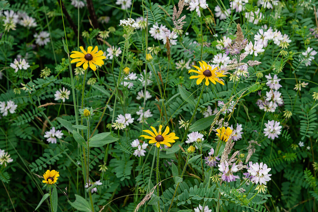 Wildblumen auf einer Bergwiese entlang des Appalachian Trail, Blue Ridge Mountains, North Carolina, Vereinigte Staaten von Amerika, Nordamerika