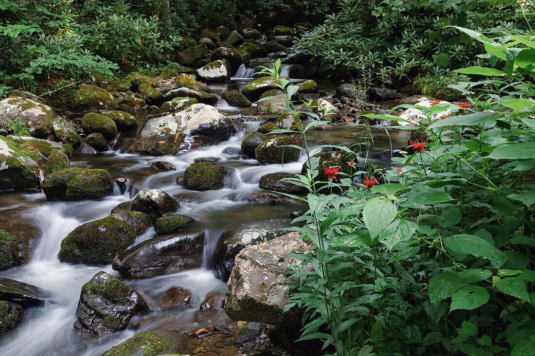 Ein beruhigender Gebirgsbach fließt durch einen dichten Sommerwald, Blue Ridge Mountains, Appalachen, North Carolina, Vereinigte Staaten von Amerika, Nordamerika