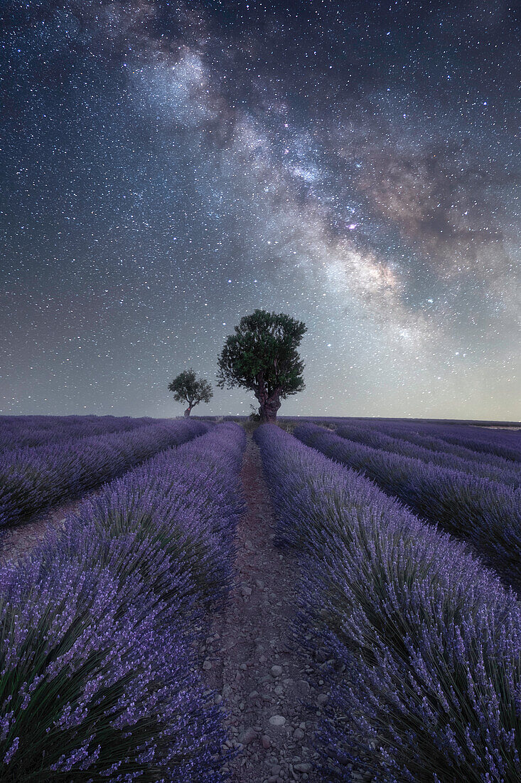 Milchstraße über einem Lavendelfeld und zwei kleinen Bäumen auf dem Plateau de Valensole, Provence, Frankreich, Europa