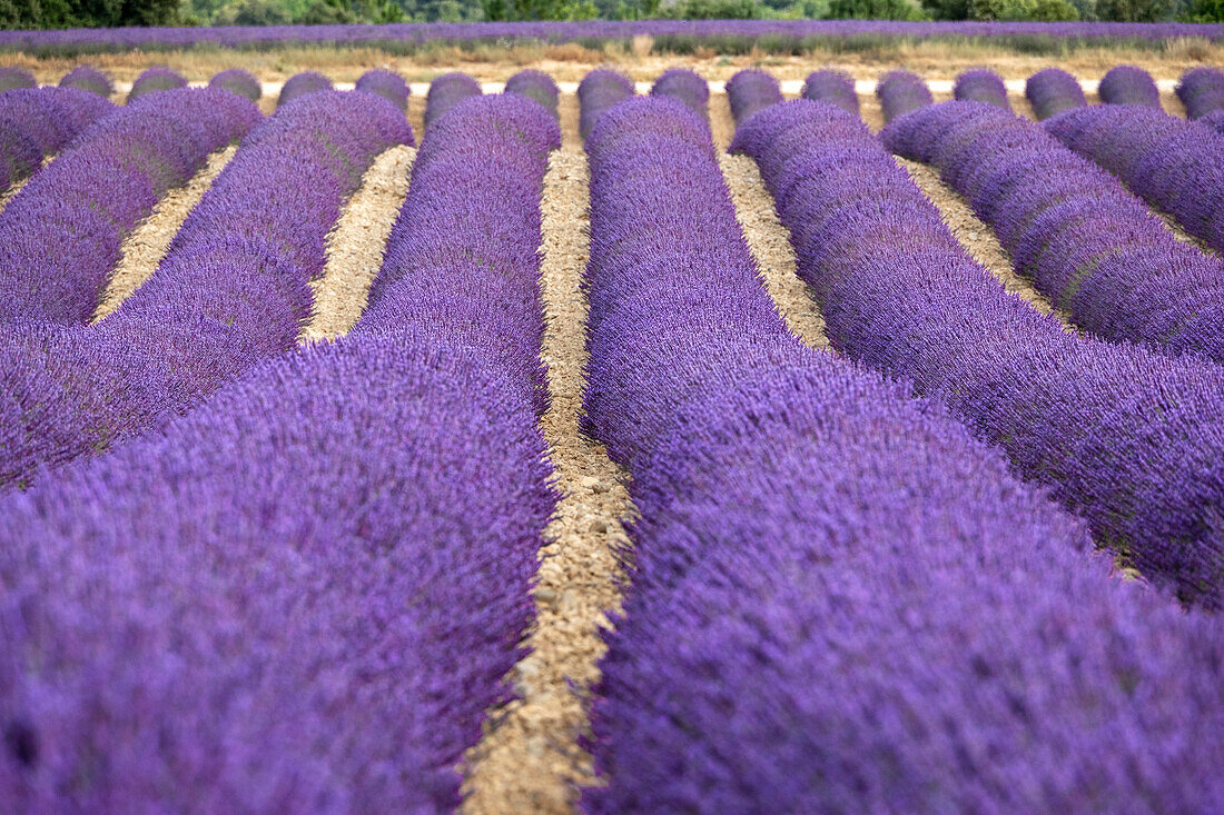 Lavendelreihen, Plateau de Valensole, Provence, Frankreich, Europa