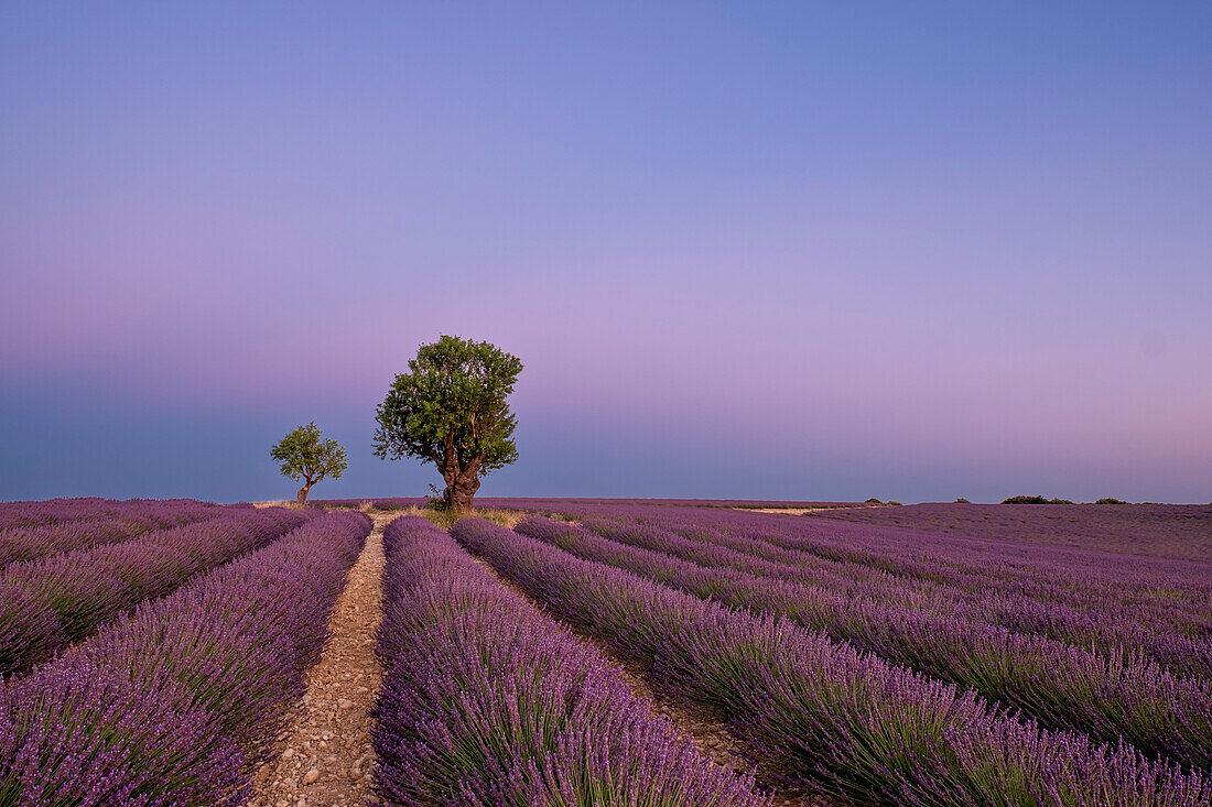 Two trees at the end of a lavender field at dusk, Plateau de Valensole, Provence, France, Europe