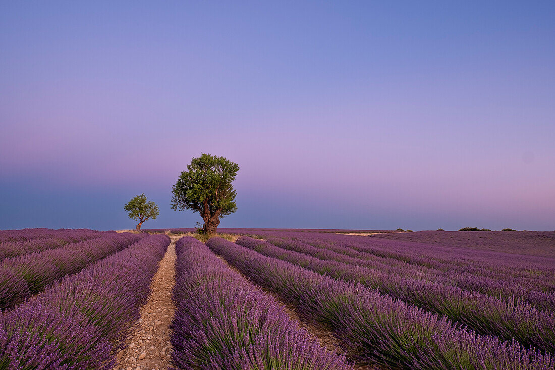Zwei Bäume am Ende eines Lavendelfeldes in der Abenddämmerung, Plateau de Valensole, Provence, Frankreich, Europa