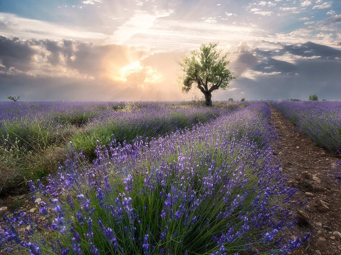 Ein kleiner Baum am Ende einer Lavendellinie in einem Feld bei Sonnenuntergang mit Wolken am Himmel, Plateau de Valensole, Provence, Frankreich, Europa