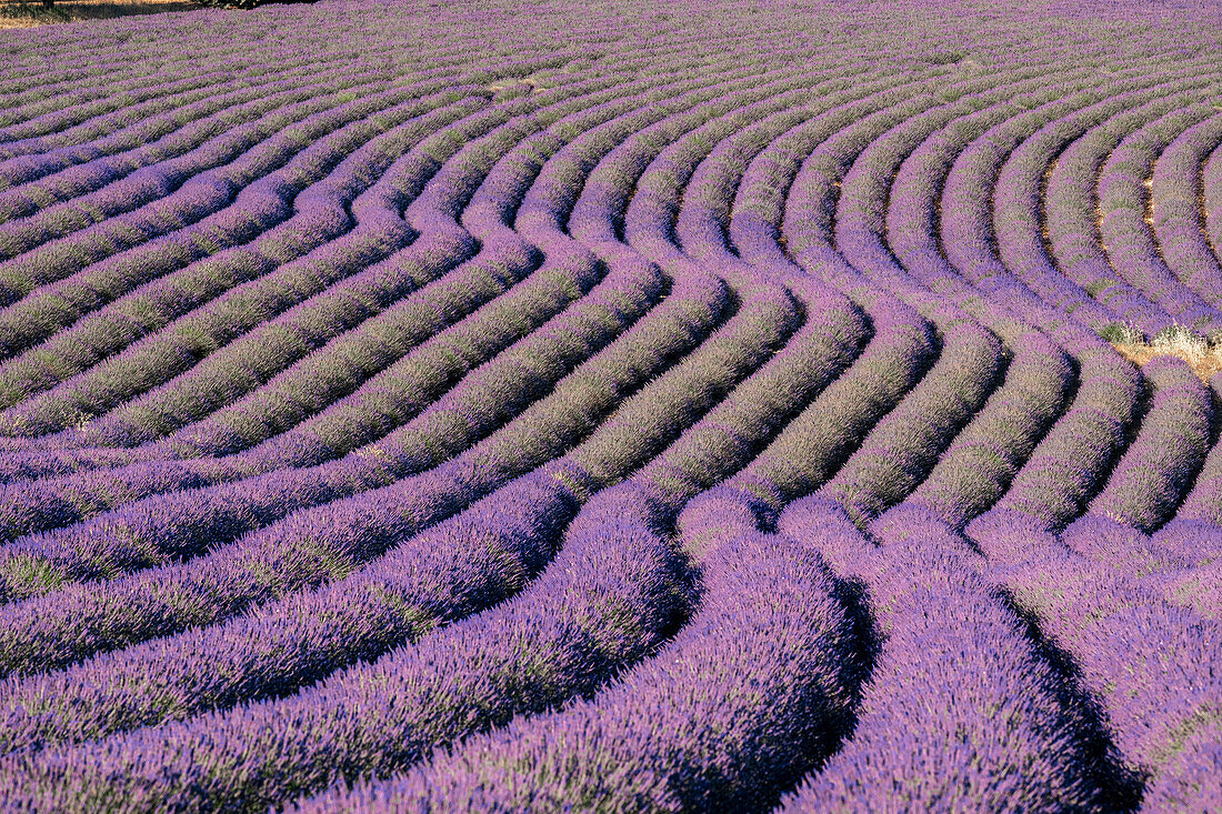 Gewundene Lavendellinien in einem Feld, Plateau de Valensole, Provence, Frankreich, Europa