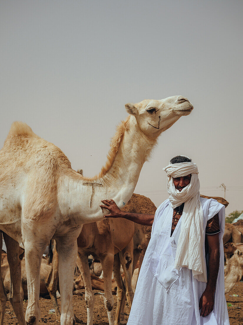 Kamelmarkt von Nouakchott, Nouakchott, Mauretanien, Westafrika, Afrika