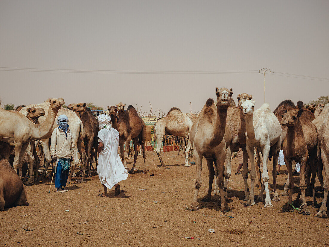 Nouakchott Camel Market, Nouakchott, Mauritania, West Africa, Africa
