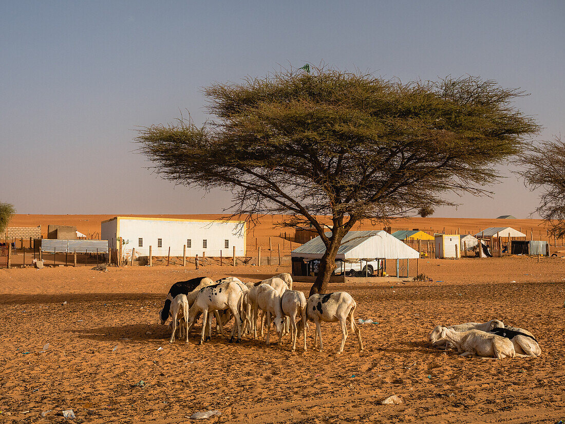 Livestock in Boutilimit, Mauritania, Sahara Desert, West Africa, Africa