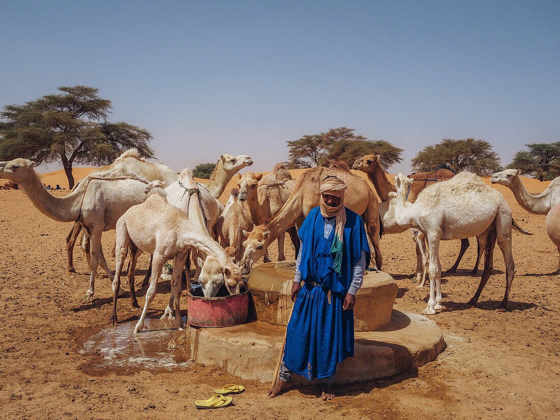Ein Arbeiter mit Dromedaren holt Wasser aus einem Brunnen in einem Dorf zwischen Nouakchott und Tidjikdja, Mauretanien, Sahara, Westafrika, Afrika