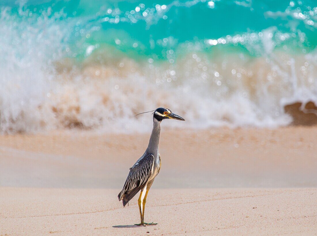 Yellow Crowned Night Heron (Nyctanassa Violacea) on the beach, a wading bird found in the Americas that feeds on crustacea, Bermuda, Atlantic, Central America