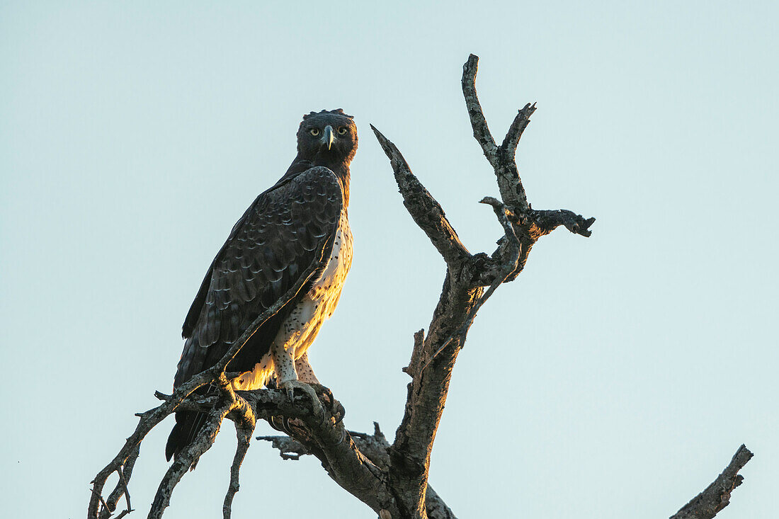 African Martial Eagle, Timbavati Private Nature Reserve, Kruger National Park, South Africa, Africa