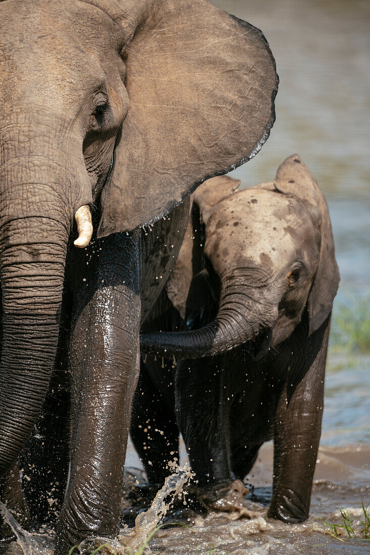 Weiblicher Afrikanischer Elefant mit seinem Kalb, Timbavati Private Nature Reserve, Kruger National Park, Südafrika, Afrika