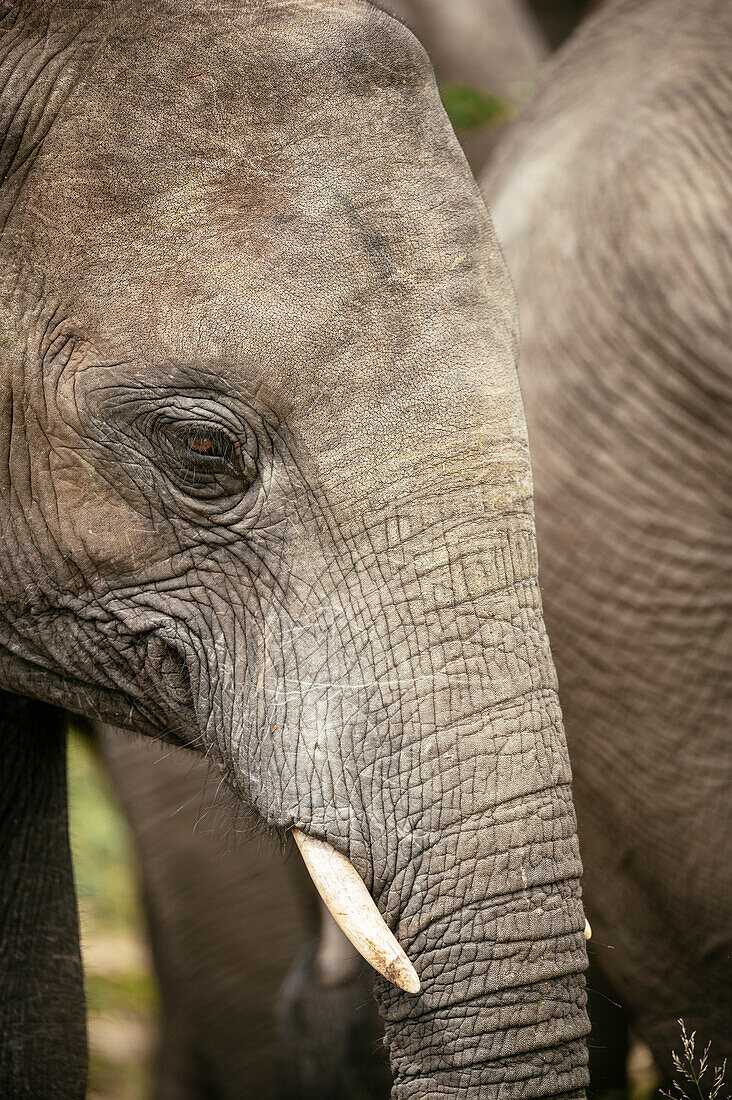 Afrikanischer Elefant, Privates Timbavati-Naturreservat, Krüger-Nationalpark, Südafrika, Afrika