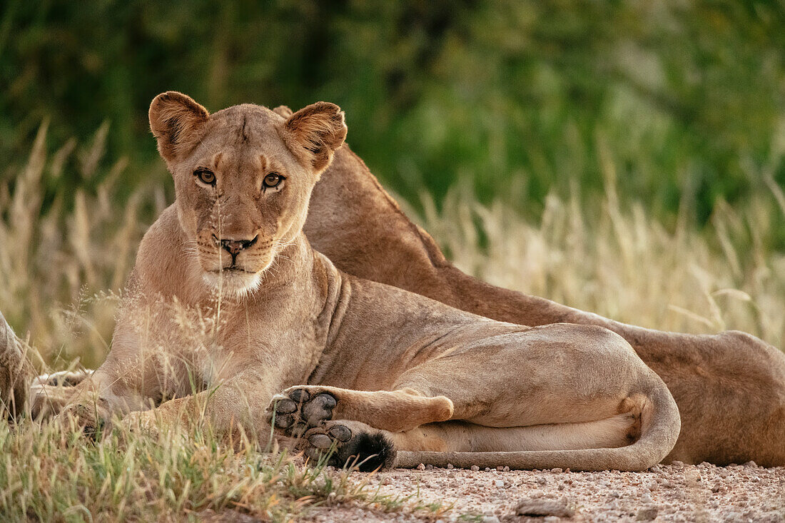Löwin, Privates Timbavati-Naturreservat, Krüger-Nationalpark, Südafrika, Afrika
