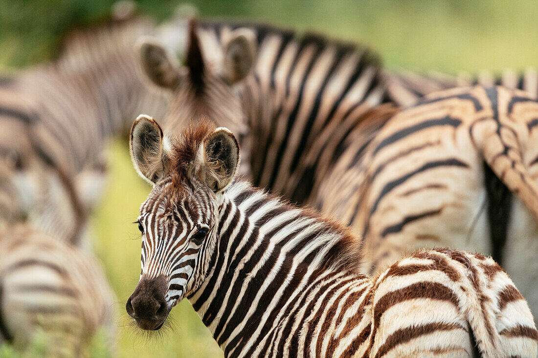 Burchell's Zebras, Makuleke Contractual Park, Krüger-Nationalpark, Südafrika, Afrika