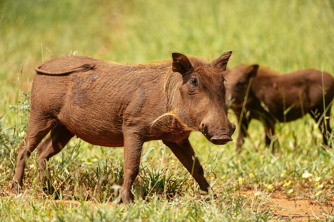 Warthog, Pafuri Reserve, Makuleke Contractual Park, Kruger National Park, South Africa, Africa