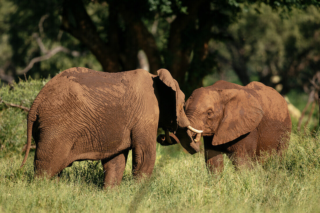 Afrikanische Elefanten, Makuleke Contractual Park, Kruger National Park, Südafrika, Afrika