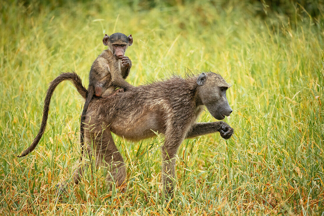 Female Baboon carrying her baby, Makuleke Contractual Park, Kruger National Park, South Africa, Africa