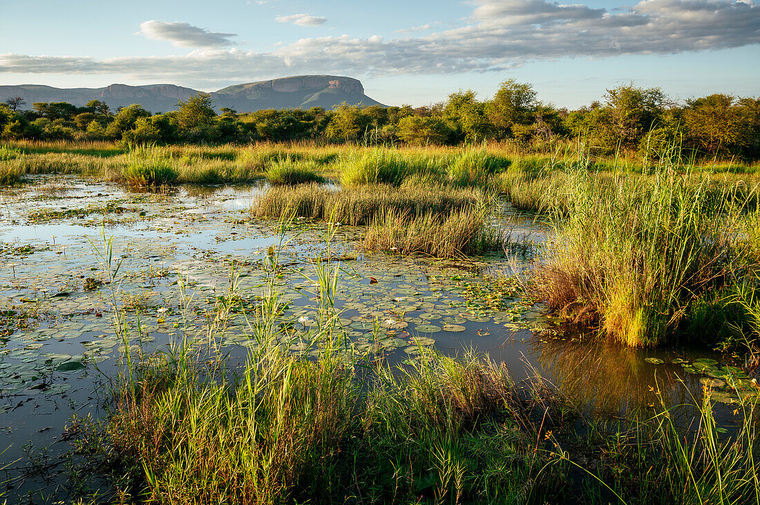 Landscape in Marataba, Marakele National Park, South Africa, Africa