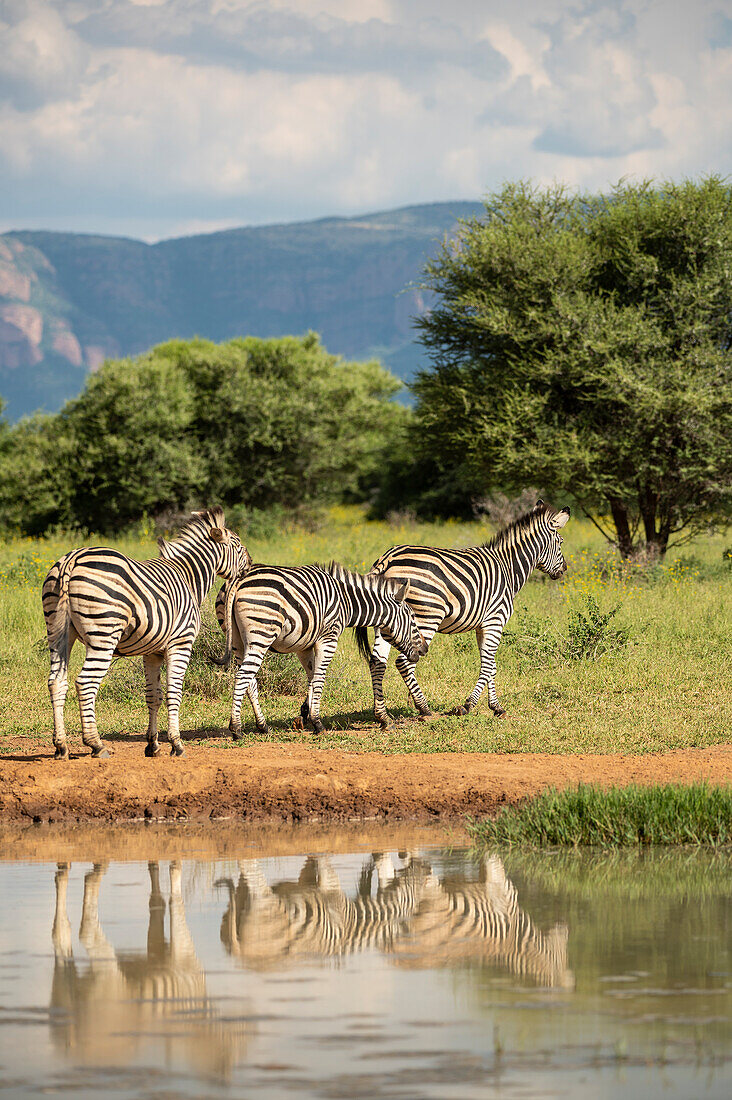 Burchell's Zebras at Watering Hole, Marataba, Marakele National Park, South Africa, Africa