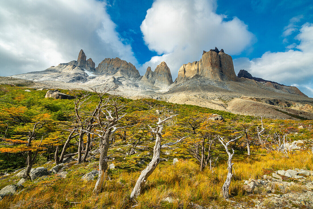 Barren trees and mountains around Valle Frances (Valle del Frances), Torres del Paine National Park, Patagonia, Chile, South America