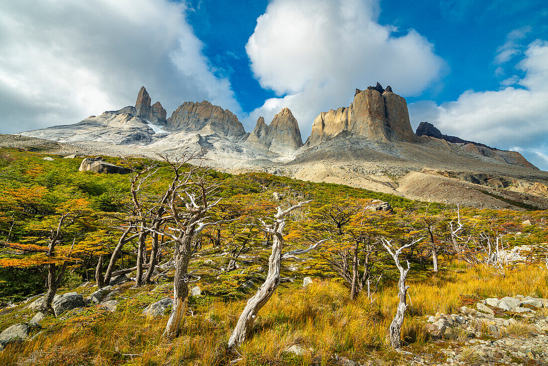 Kahle Bäume und Berge um Valle Frances (Valle del Frances), Torres del Paine Nationalpark, Patagonien, Chile, Südamerika