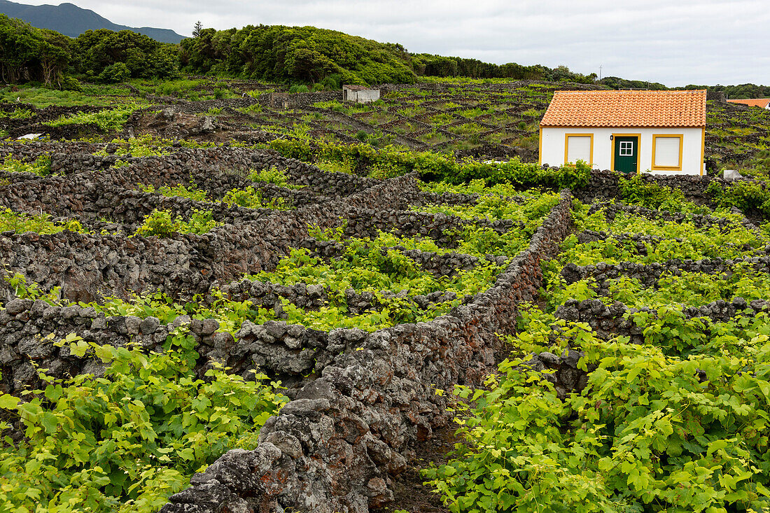Stone walls around the vineyards at Biscoitos village, Terceira island, Azores, Portugal, Atlantic, Europe