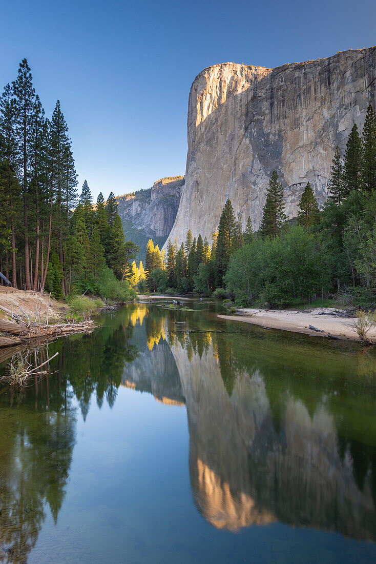 El Capitan spiegelt sich im Fluss Merced in der Morgendämmerung, Yosemite-Nationalpark, UNESCO-Weltnaturerbe, Kalifornien, Vereinigte Staaten von Amerika, Nordamerika
