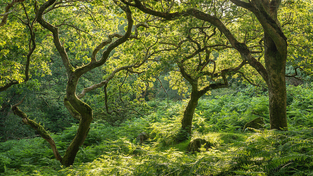 Grüner Laubwald im Sommer, Dartmoor National Park, Devon, England, Vereinigtes Königreich, Europa