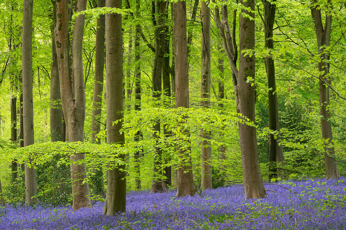 Carpets of bluebells in West Woods, Wiltshire, England, United Kingdom, Europe