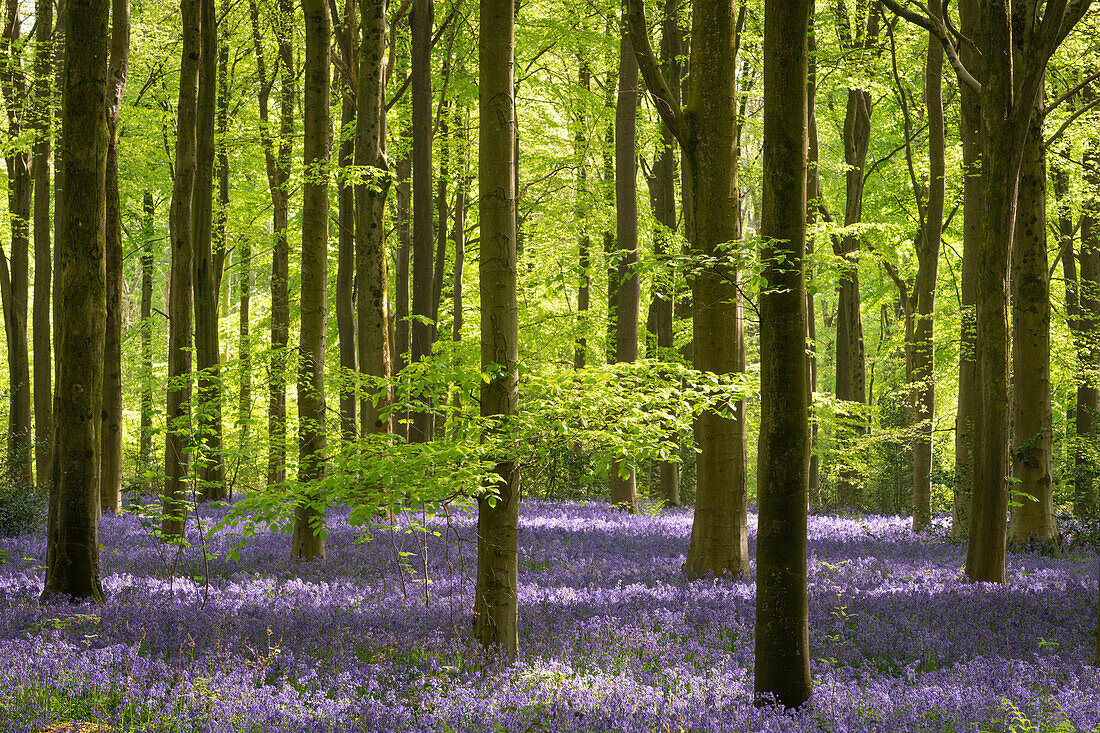 Morgendliches Sonnenlicht in einem Blauglockenwald, West Woods, Wiltshire, England, Vereinigtes Königreich, Europa