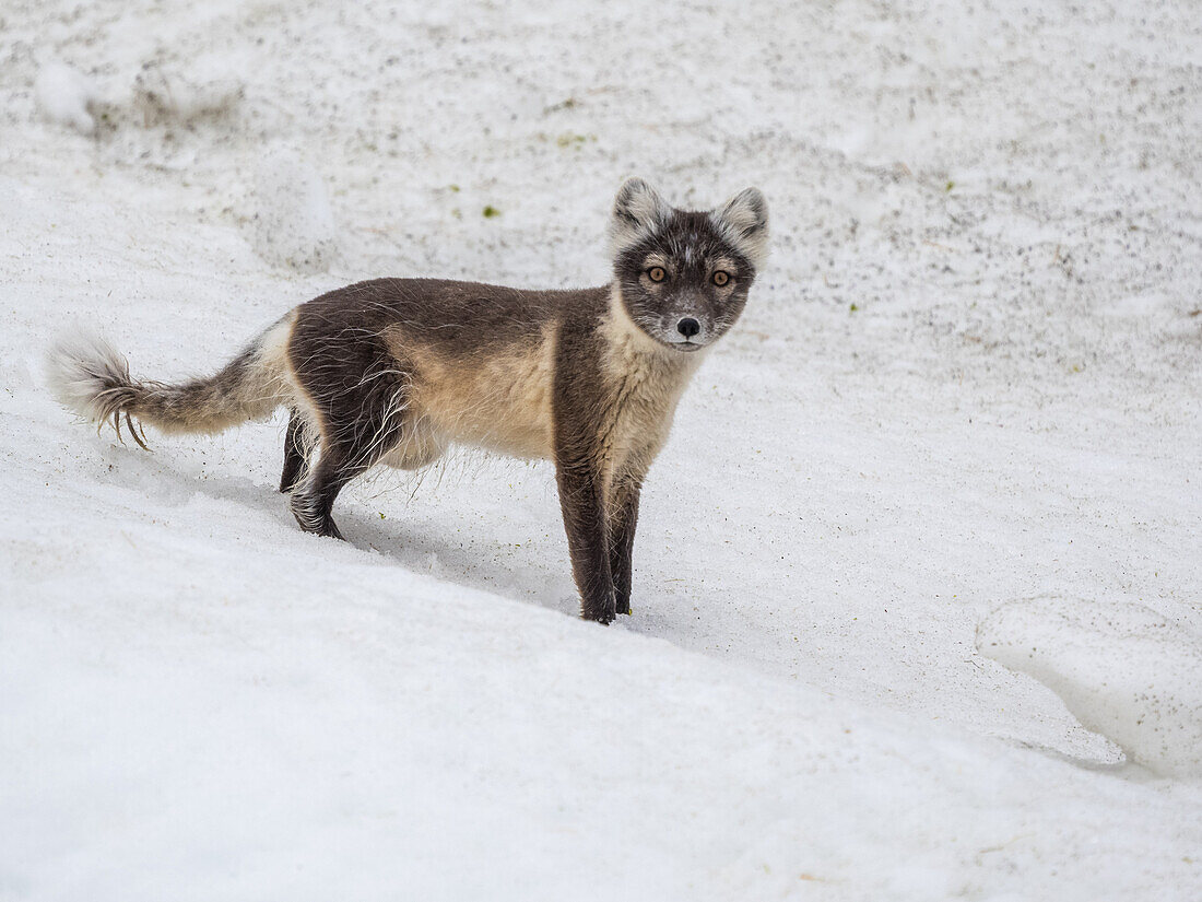 An adult Arctic fox (Vulpes lagopus) looking for prey along the cliffs at Alkefjellet, Svalbard, Norway, Europe