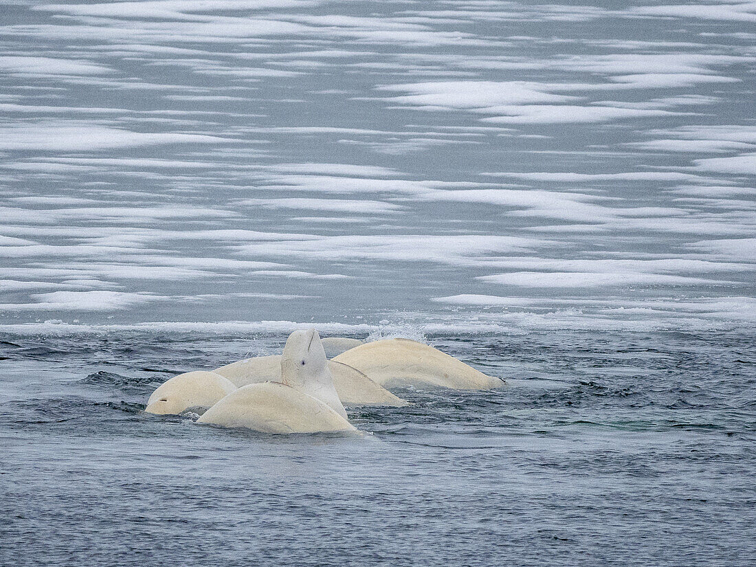 A small pod of beluga whales (Delphinapterus leucas), consisting of several males and one lone female mating, Svalbard, Norway, Europe