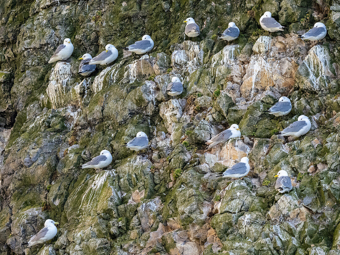 Adulte Dreizehenmöwe (Rissa tridactyl) an einem Nistplatz auf Bjornoya, Svalbard, Norwegen, Europa