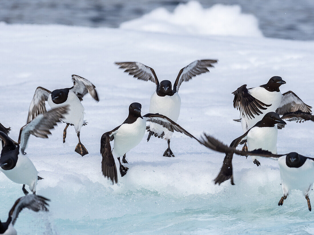 Ausgewachsene Brunnich'sche Trottellumme (Uria lomvia) versammelt sich auf dem Eis am Alkefjellet, Spitzbergen, Svalbard, Norwegen, Europa